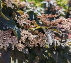 Holunder-Säule Black Tower (R) Sambucus Nigra `Black Tower´ 10 Holunder-Säule Black Tower (R) Sambucus Nigra `Black Tower´ -Pflanzenhof Black Tower1
