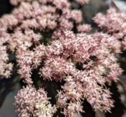 Holunder-Säule Black Tower (R) Sambucus Nigra `Black Tower´ 11 Holunder-Säule Black Tower (R) Sambucus Nigra `Black Tower´ -Pflanzenhof Black tower2