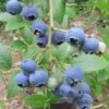 Heidelbeere `Ama´ Vaccinum Corymbosum `Ama´ -Pflanzenhof Blaubeere