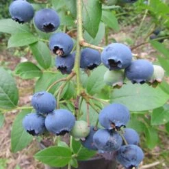 Bestseller 16 Heidelbeere `Ama´ Vaccinum Corymbosum `Ama´