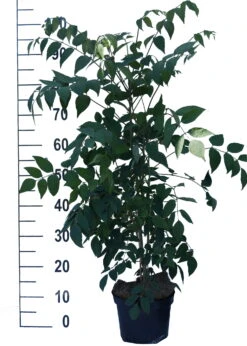 Blauschote / Blaugurkenbaum Decaisnea Fargesii 8 Blauschote / Blaugurkenbaum Decaisnea Fargesii -Pflanzenhof Blauschote Decaisnea weiss