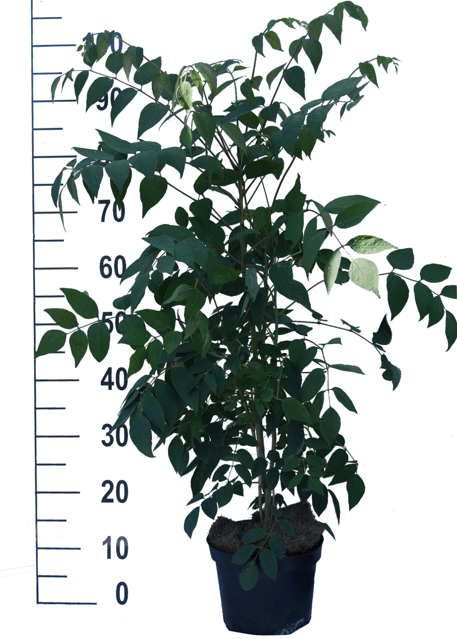 Blauschote / Blaugurkenbaum Decaisnea Fargesii 5 Blauschote / Blaugurkenbaum Decaisnea Fargesii – Bild 3