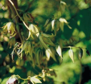 Blauschote / Blaugurkenbaum Decaisnea Fargesii 4 Blauschote / Blaugurkenbaum Decaisnea Fargesii – Bild 2