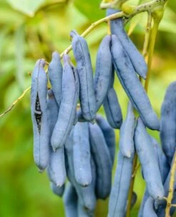 Blauschote / Blaugurkenbaum Decaisnea Fargesii