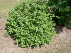 Sibirische Blaubeere "Blue Velvet" Lonicera Kamtschatica `Blue Velvet´ 7 Sibirische Blaubeere "Blue Velvet" Lonicera Kamtschatica `Blue Velvet´ -Pflanzenhof Blue Velvet Kordes Jungpflanzen