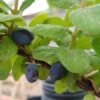 Sibirische Blaubeere "Blue Velvet" Lonicera Kamtschatica `Blue Velvet´ 2 Sibirische Blaubeere "Blue Velvet" Lonicera Kamtschatica `Blue Velvet´ -Pflanzenhof Blue velvet sibirischie blaubeere