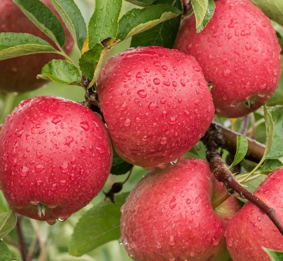 Braeburn Malus Domestica 3 Braeburn Malus Domestica
