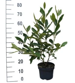 Amerikanischer Schneeball `Brandywine´ Viburnum Nudum `Brandywine´ 12 Amerikanischer Schneeball `Brandywine´ Viburnum Nudum `Brandywine´ -Pflanzenhof Brandywine weiss