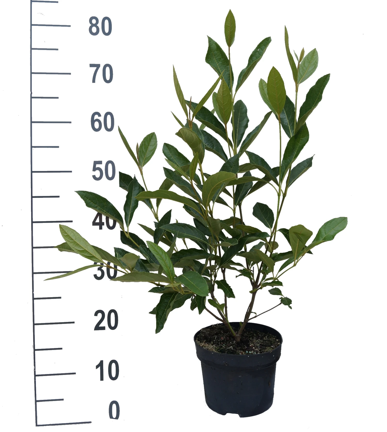 Amerikanischer Schneeball `Brandywine´ Viburnum Nudum `Brandywine´ 6 Amerikanischer Schneeball `Brandywine´ Viburnum Nudum `Brandywine´ – Bild 4