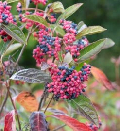 Pflanzenhof 37 Amerikanischer Schneeball `Brandywine´ Viburnum Nudum `Brandywine´