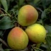 Bunte Julibirne Pyrus Communis `Bunte Julibirne´ 1 Bunte Julibirne Pyrus Communis `Bunte Julibirne´ -Pflanzenhof Bunte Julibirne
