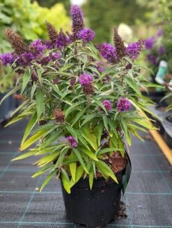Schmetterlingsflieder Butterfly Candy® (versch. Farben) Buddleja Davidii 15 Schmetterlingsflieder Butterfly Candy® (versch. Farben) Buddleja Davidii -Pflanzenhof Butterfly Candy