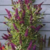 Säulen-Sommerflieder `Butterfly Tower´ Buddleja Davidii `Butterfly Tower´