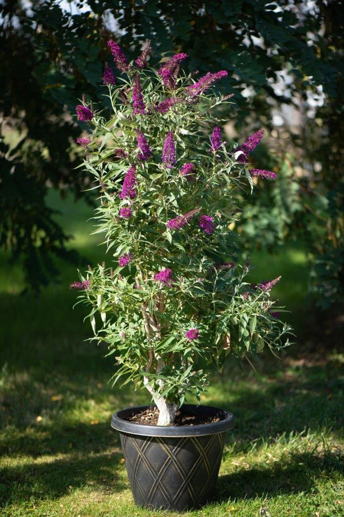 Säulen-Sommerflieder `Butterfly Tower´ Buddleja Davidii `Butterfly Tower´ 5 Säulen-Sommerflieder `Butterfly Tower´ Buddleja Davidii `Butterfly Tower´ – Bild 3