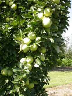 Zwergapfel `Cactus´ Malus Domestica `Cactus´ -Pflanzenhof Cactus 1