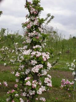 Zwergapfel `Cactus´ Malus Domestica `Cactus´ -Pflanzenhof Cactus2