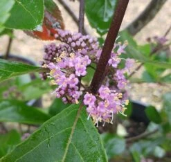 Schönfrucht, Liebesperlenstrauch Callicarpa Bodinieri `Profusion´ -Pflanzenhof Callicarpa Sch nfrucht Bl te