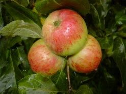 Carola Malus Domestica