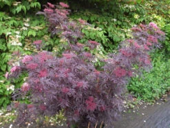 Holunder `Cherry Lace´ Sambucus Nigra `Cherry Lace´ 7 Holunder `Cherry Lace´ Sambucus Nigra `Cherry Lace´ -Pflanzenhof Cherry LAce3