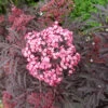 Holunder `Cherry Lace´ Sambucus Nigra `Cherry Lace´ 2 Holunder `Cherry Lace´ Sambucus Nigra `Cherry Lace´ -Pflanzenhof Cherry Lace