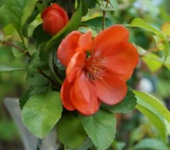 Nordische Zitrone, Zierquitte `Cido´ Chaenomeles Japonica `Cido´ -Pflanzenhof Cido Bl te