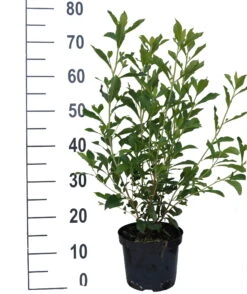 Zimterle - Clethra Clethra Alnifolia 9 Zimterle - Clethra Clethra Alnifolia -Pflanzenhof Clethra Ruby Spice