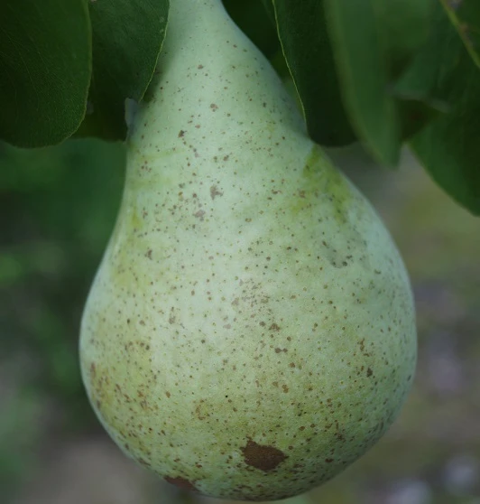 Zwergbirne `Little Sweety´ Pyrus Communis `Little Sweety´ 3 Zwergbirne `Little Sweety´ Pyrus Communis `Little Sweety´