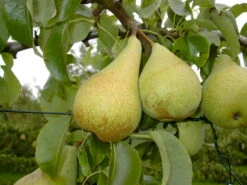 Condo Pyrus Communis `Condo´ 7 Condo Pyrus Communis `Condo´ -Pflanzenhof Condo 3