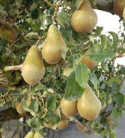 Conference Pyrus Communis `Conference 8 Conference Pyrus Communis `Conference -Pflanzenhof Conference Birne