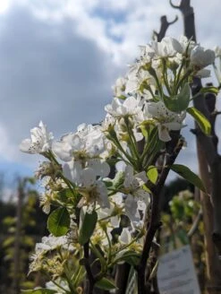 Conference Pyrus Communis `Conference 9 Conference Pyrus Communis `Conference -Pflanzenhof Conference Bl te