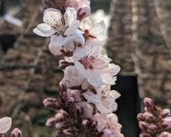 Zwergpfirsich `Crimson Bonfire´ Prunus Persica `Crimson Bonfire´ -Pflanzenhof Crimson Bonfire