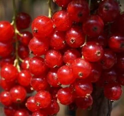 Bestseller 3 Rolan Ribes Rubrum `Rolan´