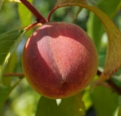 Pfirsich Red Haven Prunus Persica `Red Haven´ 15 Pfirsich Red Haven Prunus Persica `Red Haven´ -Pflanzenhof DSC01689