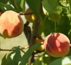 Pfirsich Red Haven Prunus Persica `Red Haven´ 14 Pfirsich Red Haven Prunus Persica `Red Haven´ -Pflanzenhof DSC01694