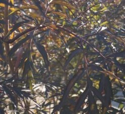 Holunder Black Lace ® Sambucus Nigra `Black Lace´ 14 Holunder Black Lace ® Sambucus Nigra `Black Lace´ -Pflanzenhof DSC01980