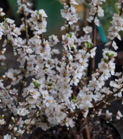 Nankingkirsche `Orient´ Prunus Tomentosa Orient 9 Nankingkirsche `Orient´ Prunus Tomentosa Orient -Pflanzenhof DSC02034