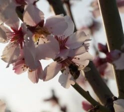 Dürkheimer Krachmandel Prunus Dulcis `Dürkheimer Krachmandel´ -Pflanzenhof DSC02038