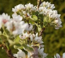 Säulenbirne `Condo´ Pyrus Communis `Condo´ 8 Säulenbirne `Condo´ Pyrus Communis `Condo´ -Pflanzenhof DSC02068