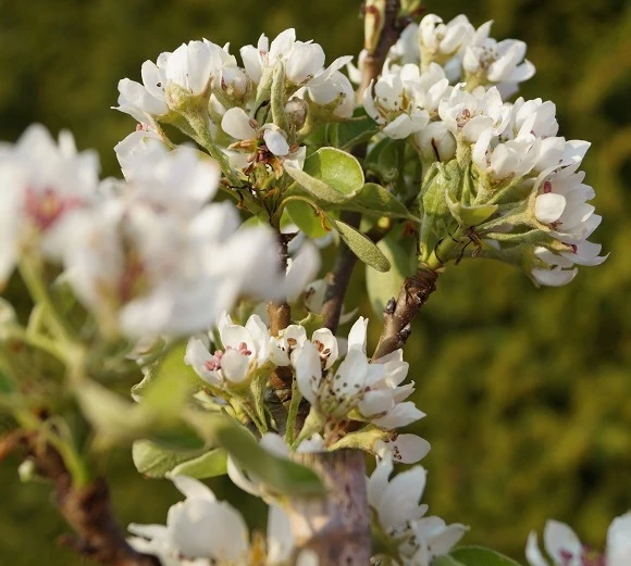 Säulenbirne `Condo´ Pyrus Communis `Condo´ 5 Säulenbirne `Condo´ Pyrus Communis `Condo´ – Bild 3