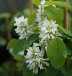 Saskatoon Berry Amelanchier Alnifolia `Saskatoon Berry´ -Pflanzenhof DSC02071