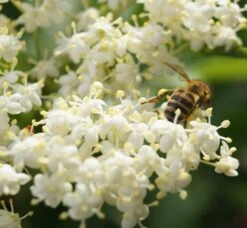 Holunder Haschberg Sambucus Nigra `Haschberg´ 12 Holunder Haschberg Sambucus Nigra `Haschberg´ -Pflanzenhof DSC02737