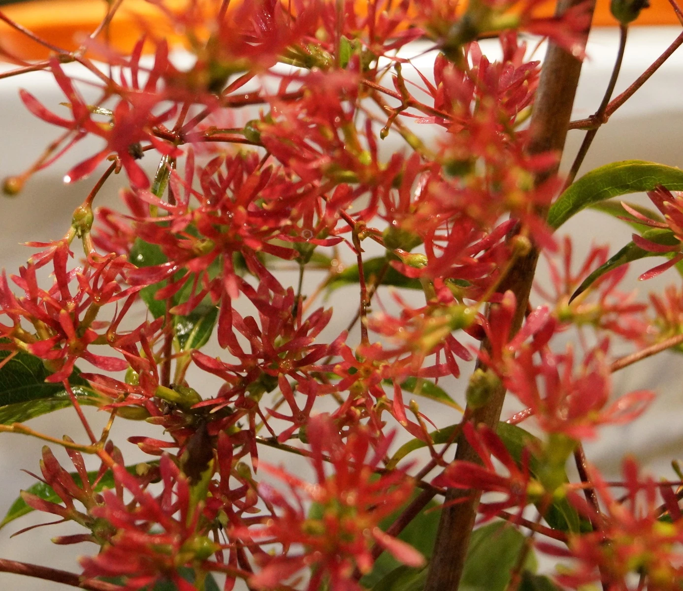 Sieben-Söhne-des-Himmels-Strauch Heptacodium Miconioides 8 Sieben-Söhne-des-Himmels-Strauch Heptacodium Miconioides – Bild 6