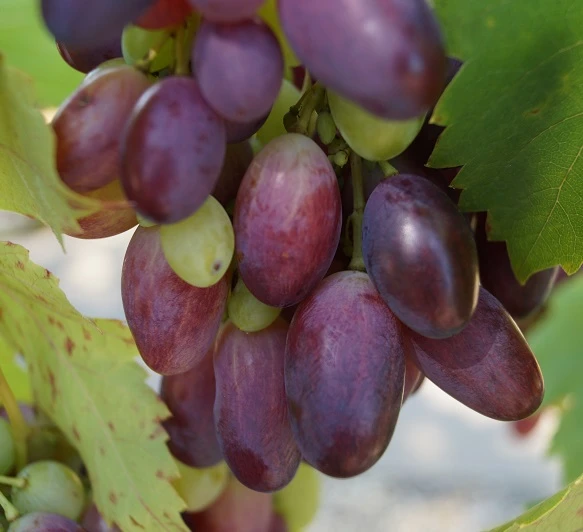 Weinrebe `Souvenir´ Vitis `Souvenir 3 Weinrebe `Souvenir´ Vitis `Souvenir