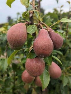 Säulenbirne `Decora´ Pyrus Communis `Decora´ 10 Säulenbirne `Decora´ Pyrus Communis `Decora´ -Pflanzenhof Decora 5