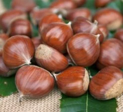 Esskastanie `Doré De Lyon´ Castanea Sativa `Dore De Lyon´