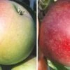 Duo-Apfelbaum `James Grieve´ & `Finkenwerder Prinz´ Malus Domestica 2 Duo-Apfelbaum `James Grieve´ & `Finkenwerder Prinz´ Malus Domestica -Pflanzenhof Duo James GRieve und Roter Boskoop 1