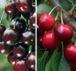 Duo-Kirschbaum `Sunburst´ & `Kordia´ 150-175cm Prunus Avium