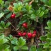 Echte Bärentraube Arctostaphylos Uva-ursi