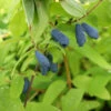 Sibirische Blaubeere `Eisbär´ Lonicera Kamtschatica `Eisbär´ -Pflanzenhof Eisb r Kordes Jungpflanzen