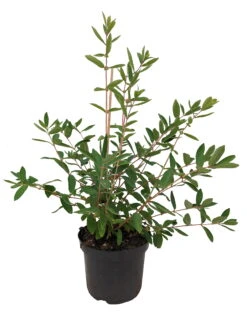 Sibirische Blaubeere `Eisbär´ Lonicera Kamtschatica `Eisbär´ 7 Sibirische Blaubeere `Eisbär´ Lonicera Kamtschatica `Eisbär´ -Pflanzenhof Eisb r weiss